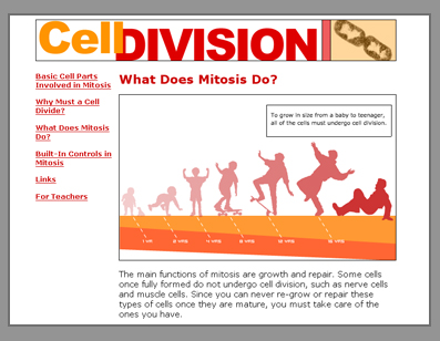 Screenshot of the Cell Division Module