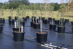 plants in plastic bottom containers